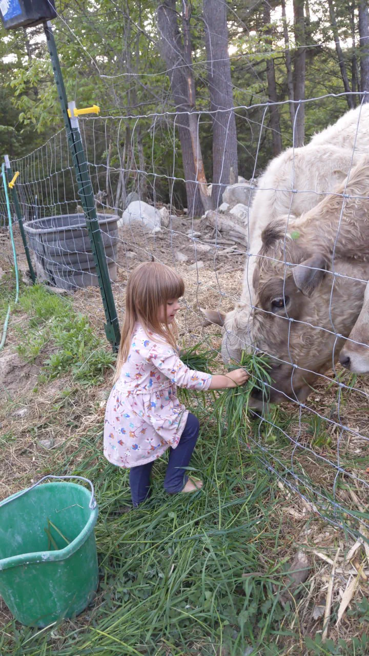 A small girl in a flower-print dress feeding fresh-cut grass to a large cream-colored cow through a wire fence