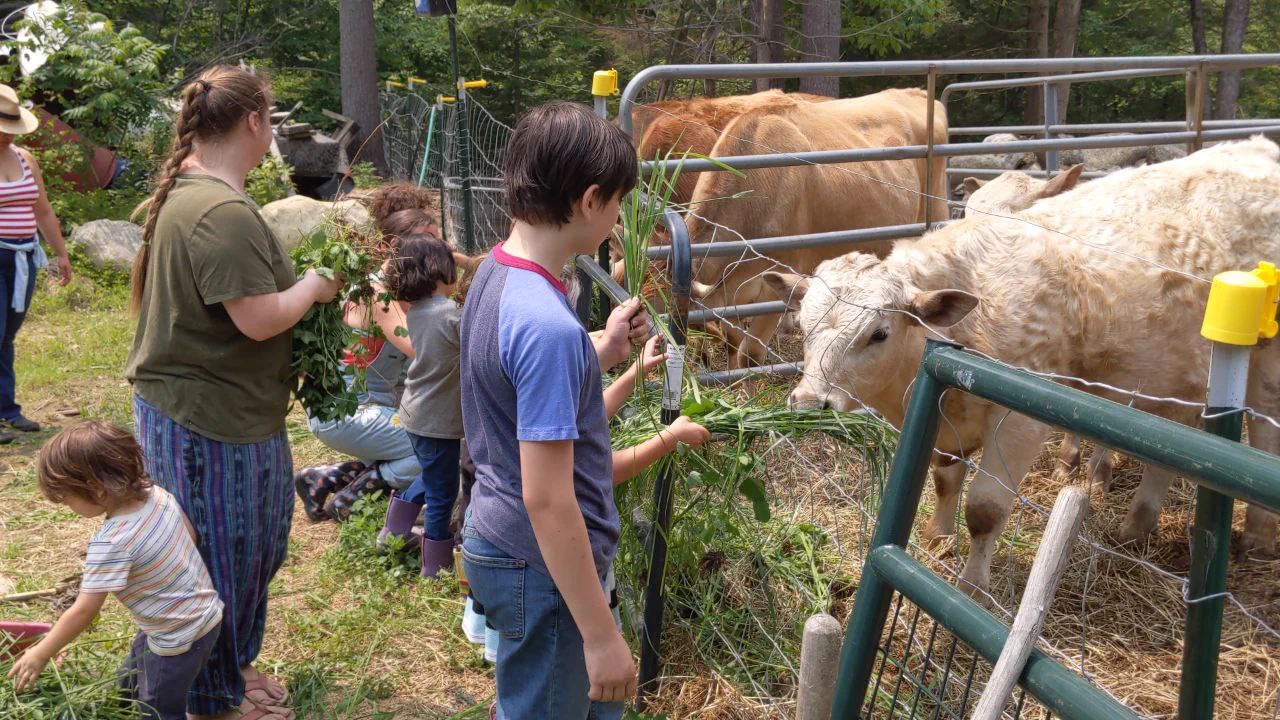A group of kids and adults at Mancamp feeding fresh-cut greens to large cattle through a steel fence on Jay Noone's farm in Henniker, NH